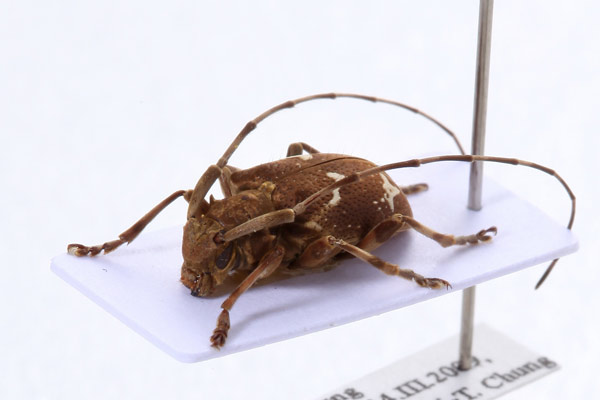 這是世界唯一的一件雄蟲標本，在國內首度公開展示。台灣特有的四紋蟻形天牛是極為稀有的種類，已知存世的標本只有兩隻，分別是東京自然科學博物館的正模雌蟲標本與本館蒐藏的雄蟲標本。2009年鍾奕霆先生採得此標本並捐贈給本館，距1980年採得第一隻標本的時間已近30年。