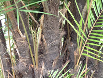 葉柄基部的棕毛可作為掃帚或刷子使用。