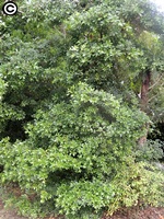 本館植物園栽種的倒卵葉楠