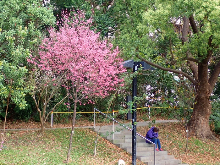 科博館植物園盛開的山櫻花