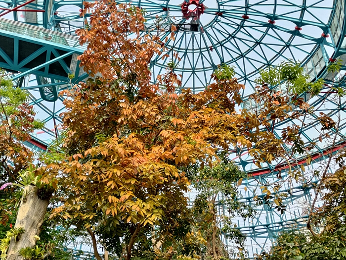 科博館熱帶雨林溫室中的大葉桃花心木植株