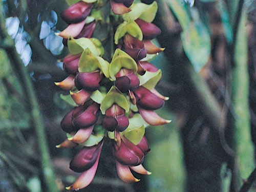 血藤花朵造型特殊，為典型幹生花。