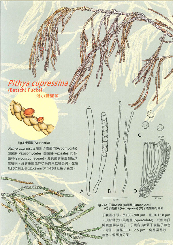 Pithya cupressina 薄小豔盤菌