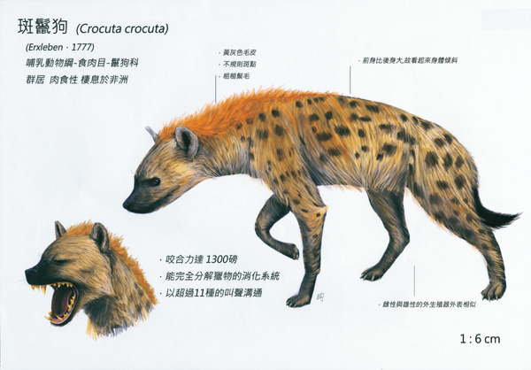 陳昫蓁-斑鬣狗1