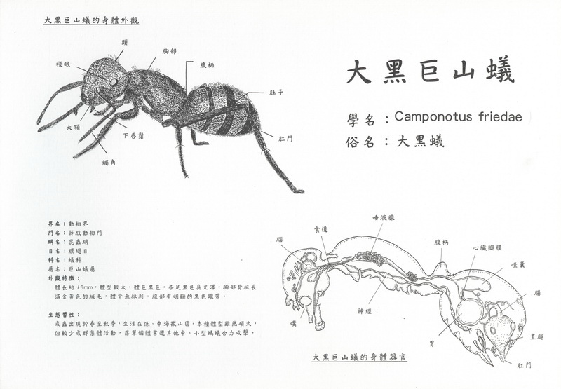 陳玉紋-大黑巨山蟻