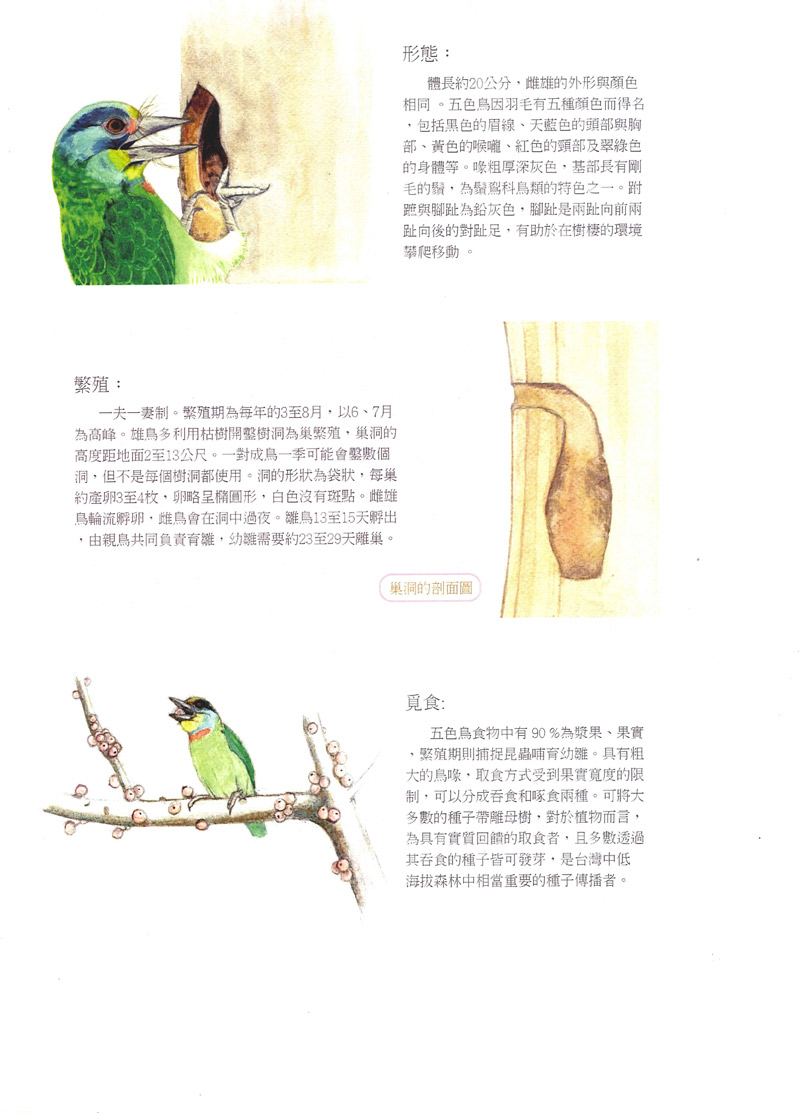 莊靈-台灣擬啄木-2