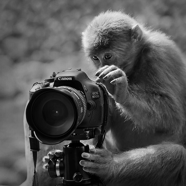 森林攝影師