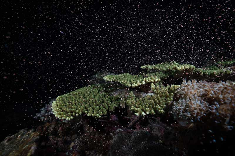 軸孔珊瑚產卵