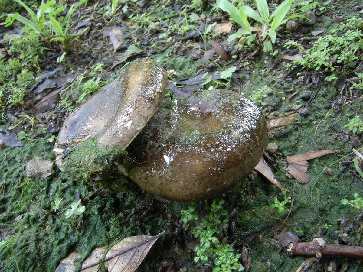 密褶紅菇