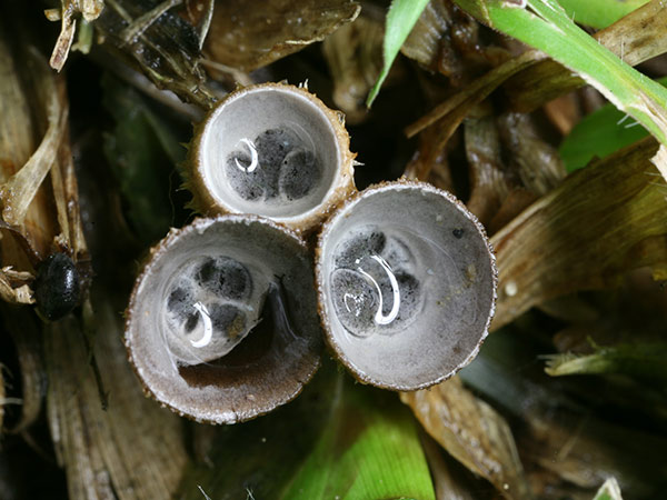 這種小型腹菌也是草地常客，形如其名 ，毛茸茸菇體如巢狀，裡面有一個個黑色小孢體， 似盛滿蛋的鳥巢常群生在肥沃有機質上；記載可食。
