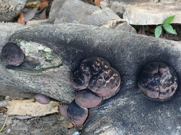 這種中小型炭殼菌，質地堅硬，像是紫黑色小圓球般附著於腐木上，把它切 開，黑褐色同心環紋像木炭般，十分獨特。