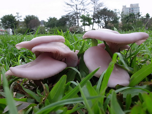 菇體有美麗的紫色色澤， 菌蓋還可見花臉紋路，因而得名，加上群生常形成仙女環的特性，是很容易 辨別。