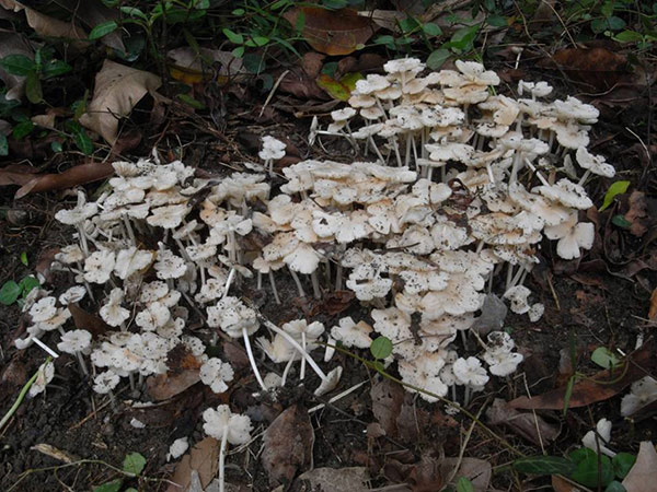小小群生的雞肉絲菇類，假根不會和蟻巢直接相連，但附近一定有白蟻巢。