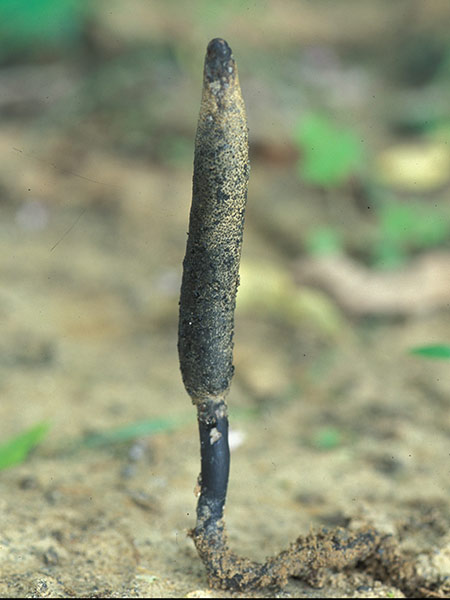 一根根狀似棕黑色小棍從 地上長出，若延著它的假根往下挖掘，可能會找到連接的白蟻巢，它也是與白蟻生長在一起的真菌