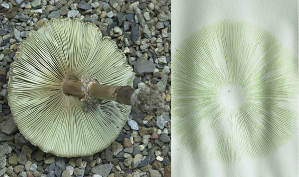 綠褶菇最大的特徵是菌褶或孢子印淡綠至綠褐色