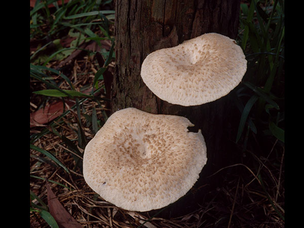 比較韌質的菇體，與側耳不同的是菌柄偏生非側生。