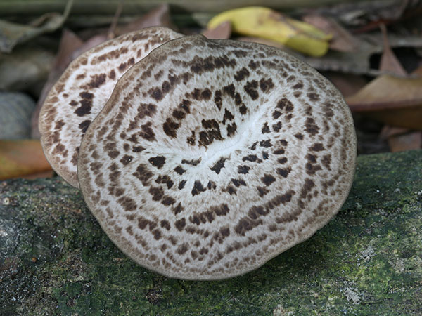 這種多孔菌個頭不小，外觀像個小板凳似，俗名為 『森林精靈』，菌蓋表面 有著一圈圈明顯的寬大鱗片，因而得名；幼嫩可食。