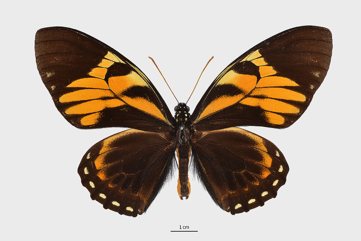 南美金斑鳳蝶