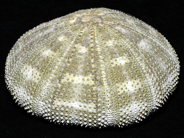 喇叭毒棘海膽體殼側面觀，大個體殼高比例相對較低，稍呈扁平狀。