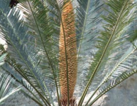 Taitung Cycads (Eastern Lowlands)