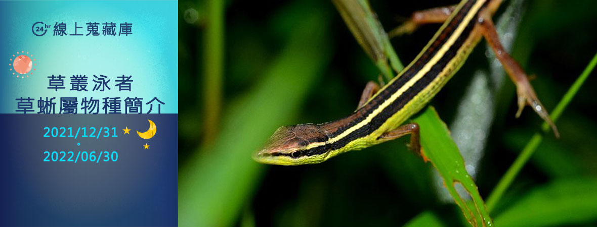 The grass swimmer: Takydromus lizards in Asia