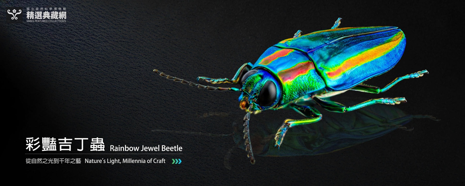 彩豔吉丁蟲 Rainbow Jewel Beetle