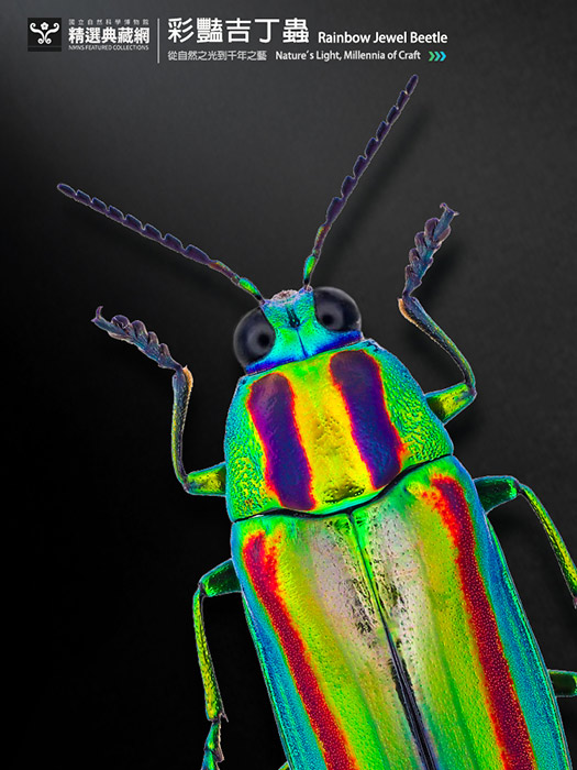 彩豔吉丁蟲 Rainbow Jewel Beetle