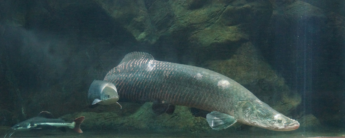 亞馬遜河魚