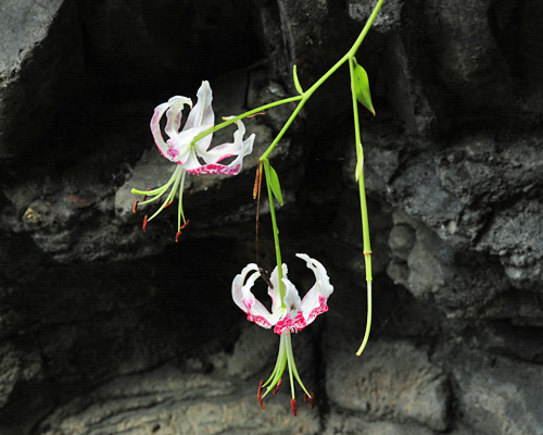 The Bright Red Rubrum Lily