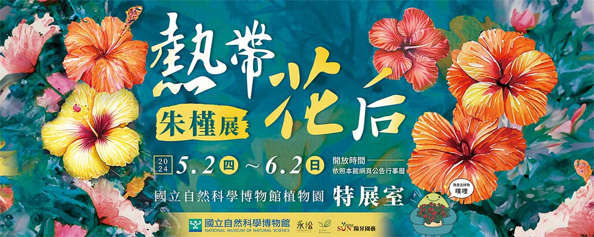 熱帶花后朱槿展