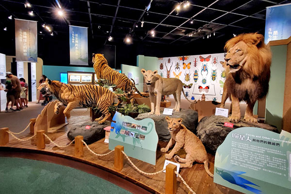 貓科動物標本展示