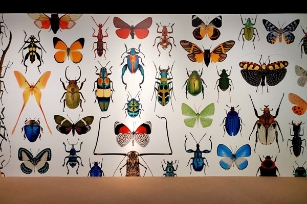 昆蟲美照牆