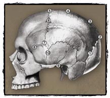 顱骨縫隙用來計算年齡的十個部位