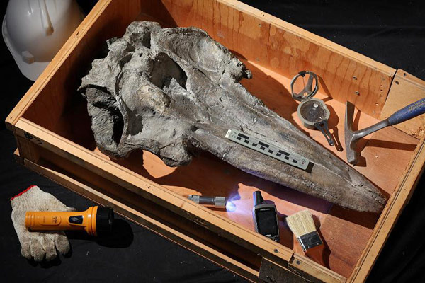 幾近完整的鯨頭骨化石，在苗栗縣苑裡山區出土，屬於更新世早期至中期頭嵙山層，命名為苑裡偽虎鯨。