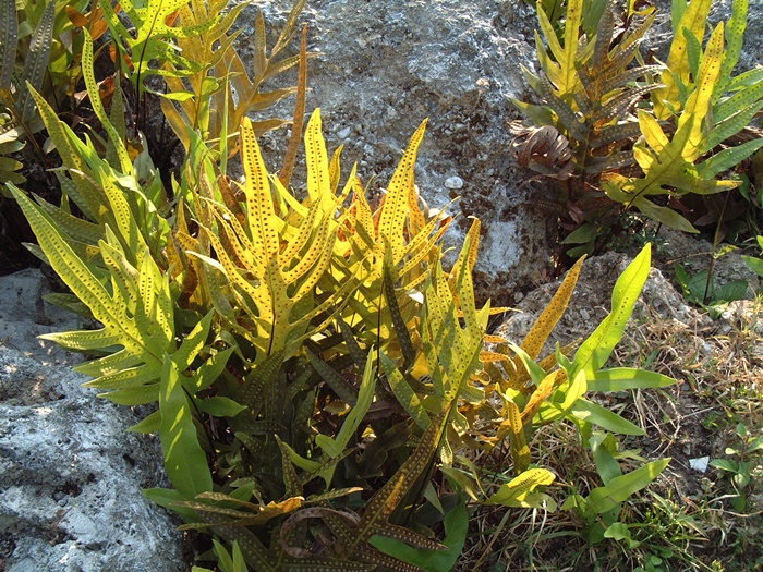 海岸擬茀蕨