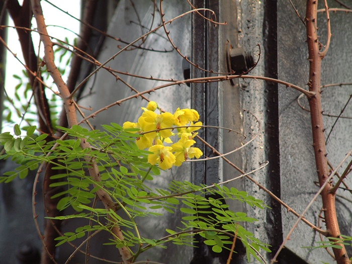 雲實