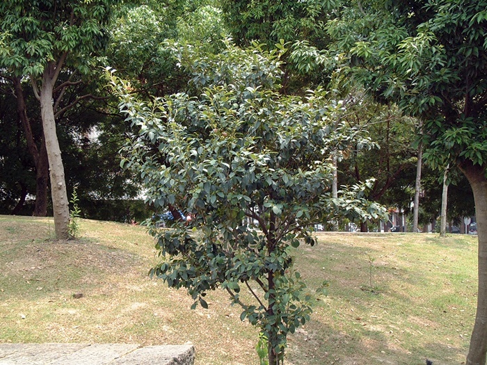 森氏紅淡比