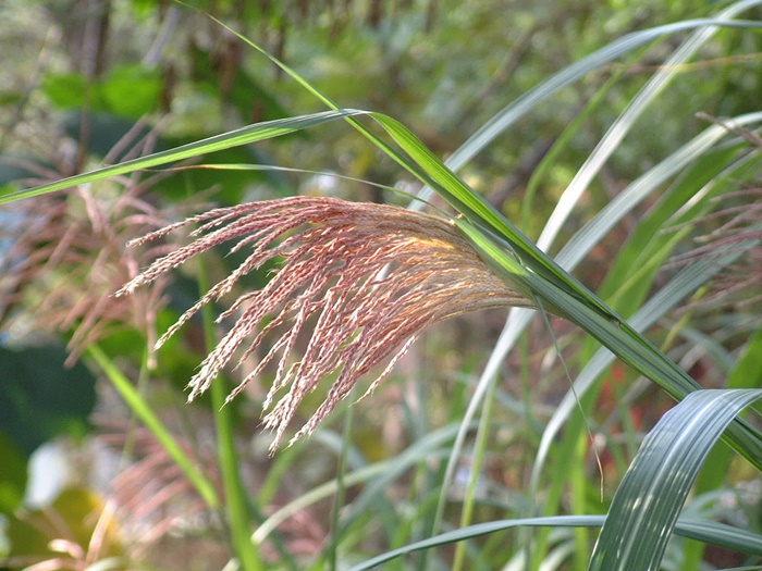 白背芒