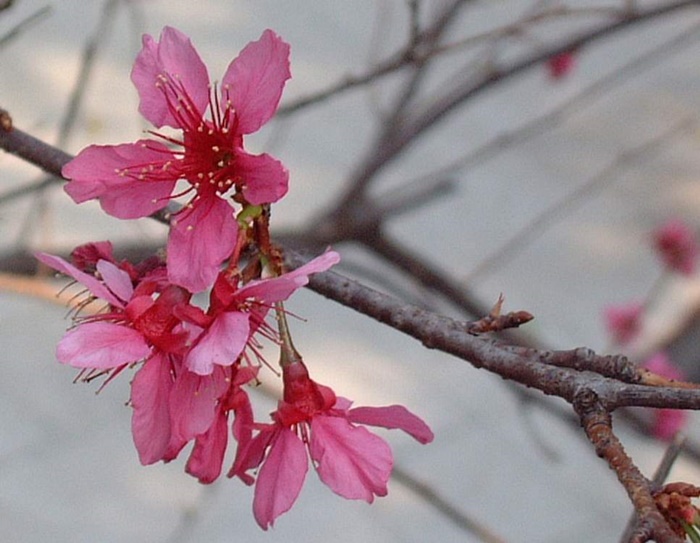 山櫻花