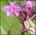 紫苞舌蘭