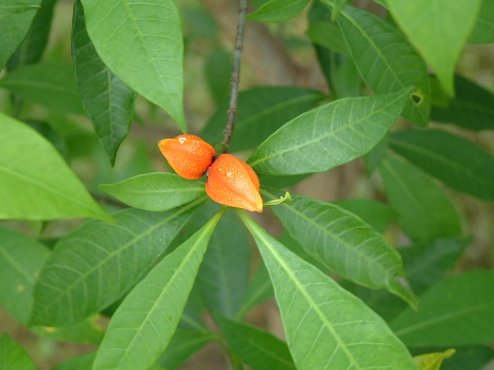 真山馬茶