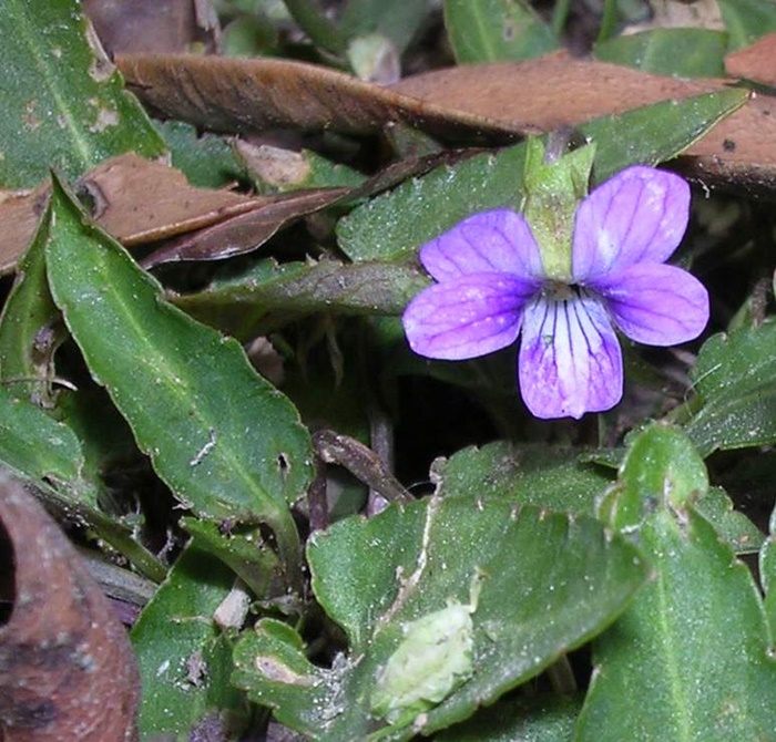 短毛菫菜