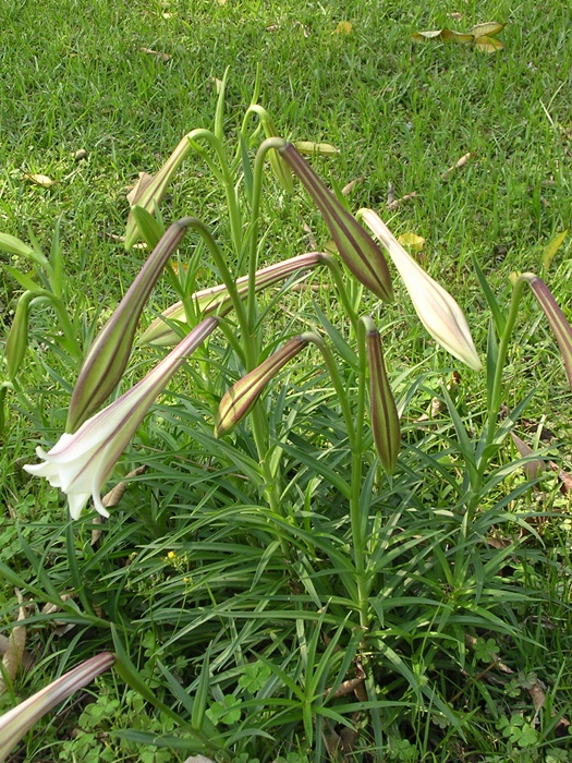 台灣百合