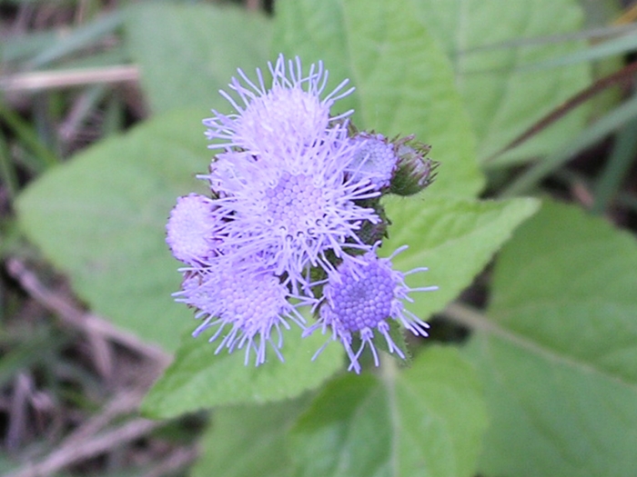 紫花藿香薊