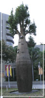 昆士蘭瓶幹樹