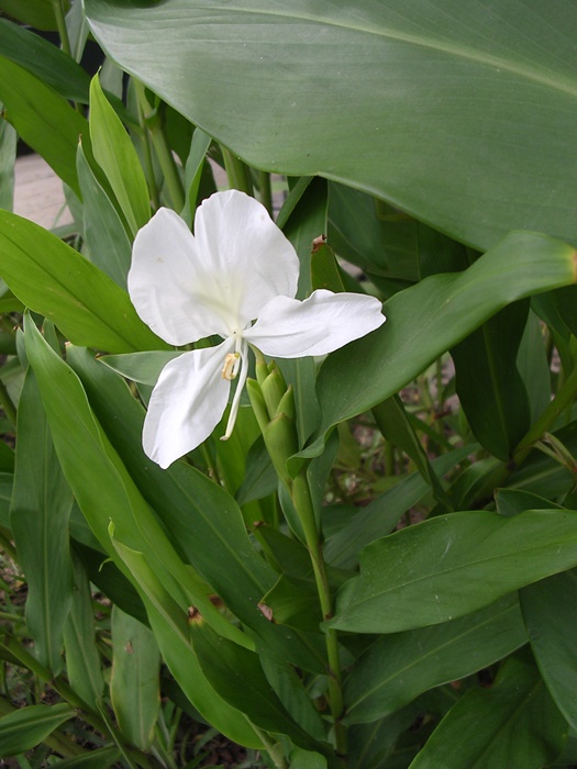 圖2:野薑花