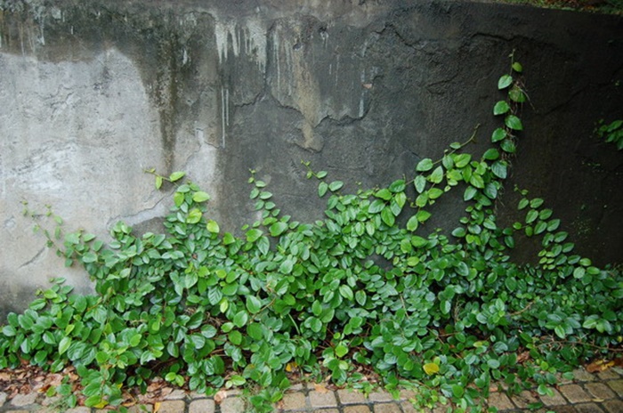 薜荔 薜荔