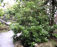 圖2:蘭嶼海桐植株