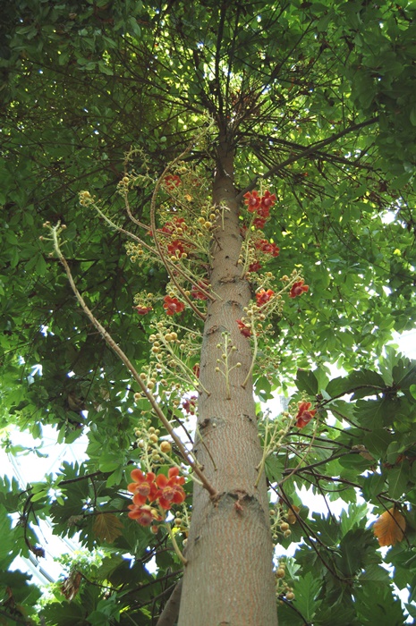 砲彈樹的植株