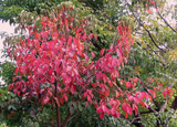 圖1:霜林醉—植物園裡的變色葉植物